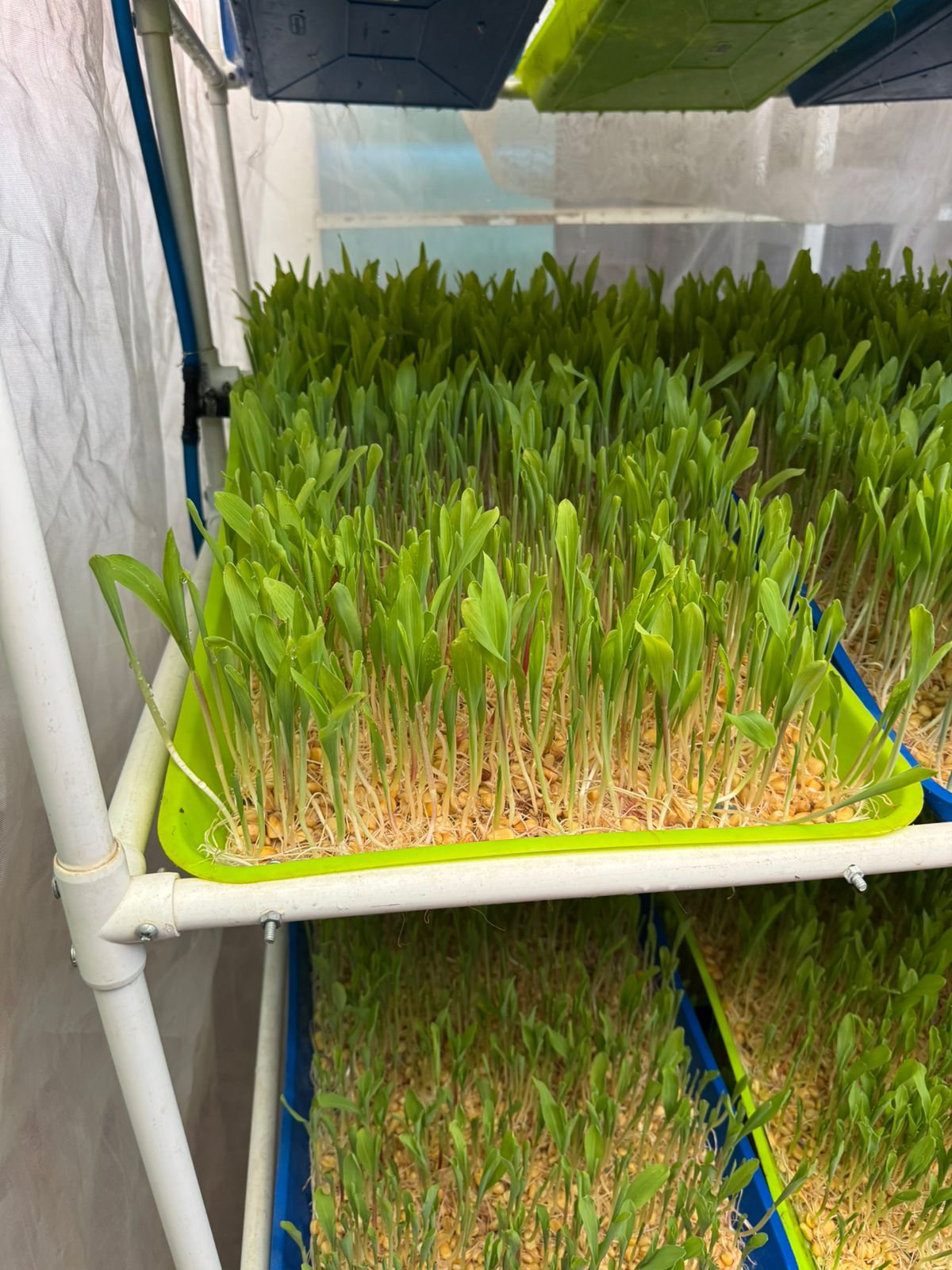 Proceso de germinación de semillas para Forraje Verde Hidropónico