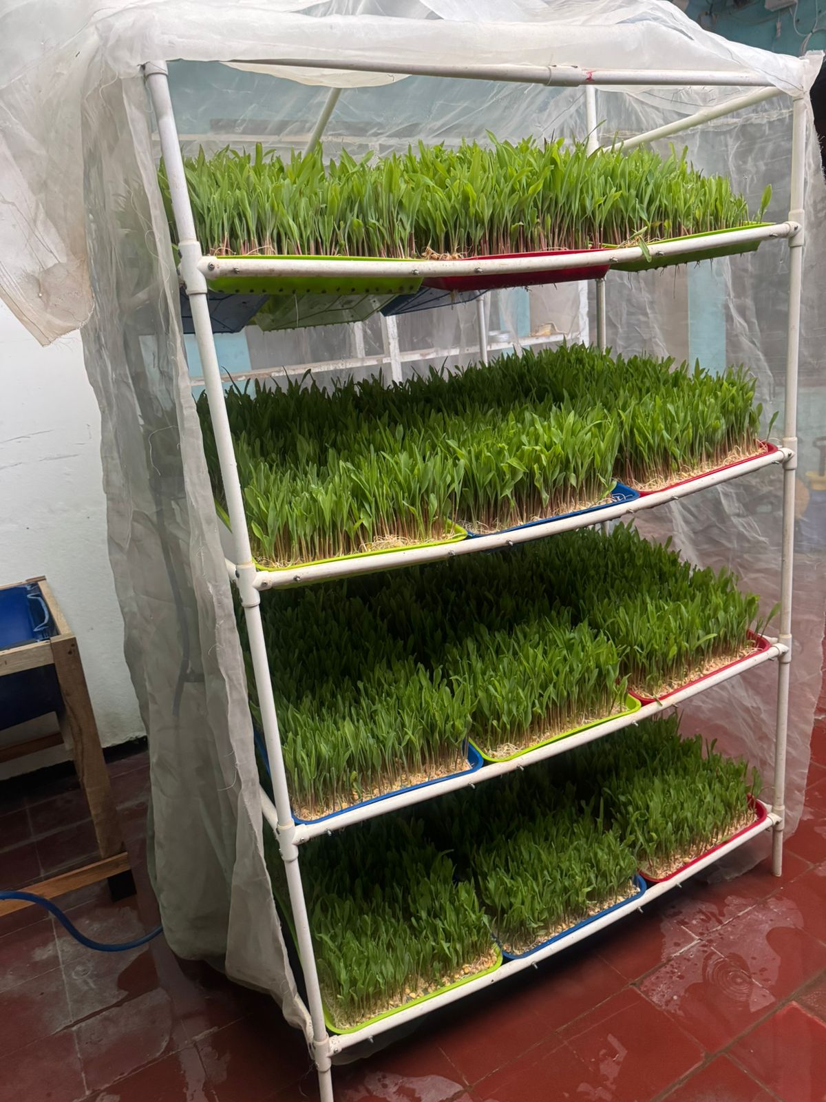 Estructura y bandejas del sistema de Forraje Verde Hidropónico